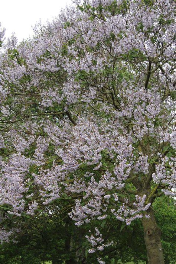 17 Best images about Paulownia on Pinterest Fastest growing trees