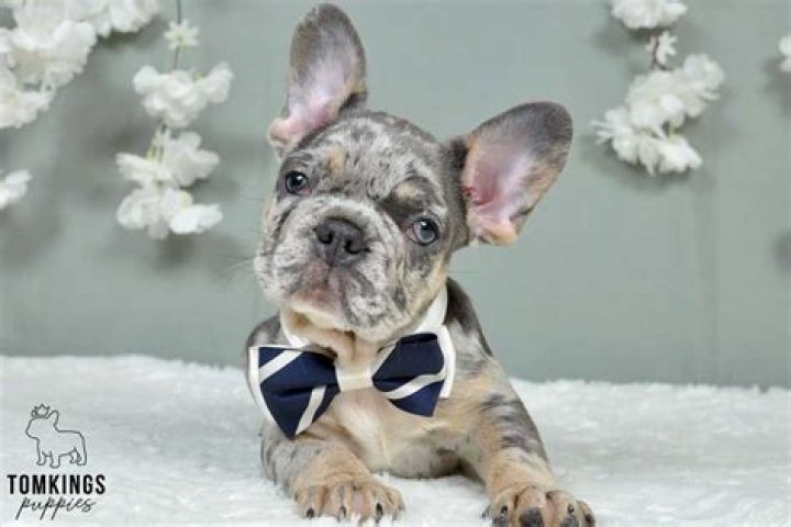 25 French Bulldog Mixes WowPooch