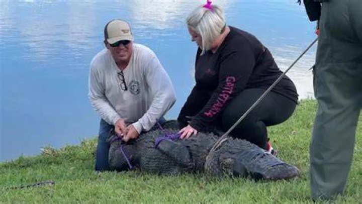 Gator captured after killing elderly woman in St. Lucie County WSVN