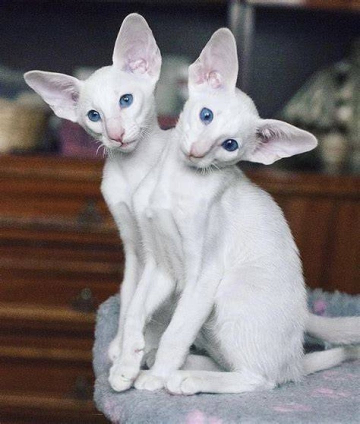 Unveiling The Secrets Of The Enigmatic Two-Headed Cat